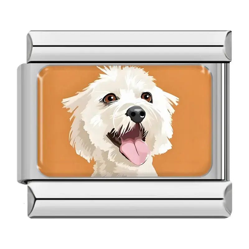 Bichon Maltais
